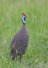 Helmeted Guineafowl